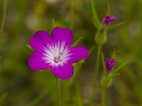 Bolderik  Bolderik - Agrostemma githago