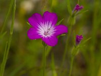 Bolderik  Bolderik - Agrostemma githago