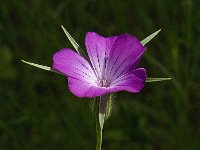 Agrostemma githago 25, Bolderik, Saxifraga-Jan van der Straaten