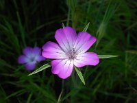 Agrostemma githago 27, Bolderik, Saxifraga-Ed Stikvoort