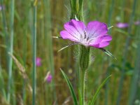 Agrostemma githago 29, Bolderik, Saxifraga-Ed Stikvoort