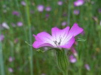 Agrostemma githago 30, Bolderik, Saxifraga-Ed Stikvoort