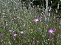 Agrostemma githago 31, Bolderik, Saxifraga-Ed Stikvoort