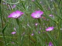 Agrostemma githago 32, Bolderik, Saxifraga-Ed Stikvoort