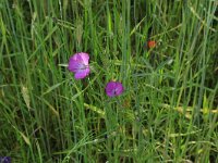 Agrostemma githago 38, Bolderik, Saxifraga-Hans Boll