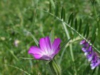 Agrostemma githago 4, Bolderik, Saxifraga-Jeroen Willemsen