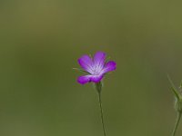 Agrostemma githago 47, Bolderik, Saxifraga-Jan Nijendijk