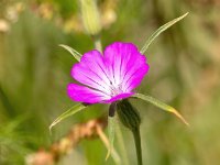 Agrostemma githago 51, Bolderik, Saxifraga-Bart Vastenhouw