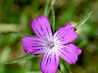 Agrostemma githago 54, Bolderik, Saxifraga-Sonja Bouwman