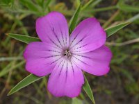 Agrostemma githago 6, Bolderik, Saxifraga-Mark Zekhuis