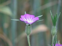 Agrostemma githago 9, Bolderik, Saxifraga-Jasenka Topic