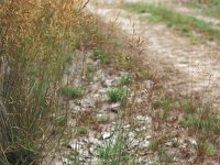 Agrostis canina, Velvet Bentgrass