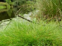 Agrostis canina 4, Moerasstruisgras, Saxifraga-Rutger Barendse