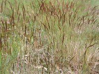 Agrostis capillaris, Colonial Bentgrass