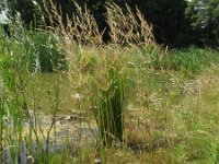 Agrostis gigantea 1, Hoog struisgras, Saxifraga-Rutger Barendse