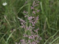 Agrostis gigantea 2, Hoog struisgras, Saxifraga-Peter Meininger