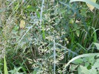 Agrostis gigantea 3, Hoog struisgras, Saxifraga-Rutger Barendse