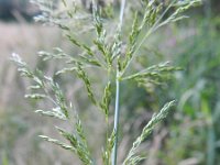 Agrostis gigantea 4, Hoog struisgras, Saxifraga-Rutger Barendse