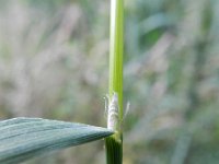 Agrostis gigantea 6, Hoog struisgras, Saxifraga-Rutger Barendse