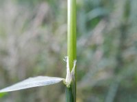 Agrostis gigantea 7, Hoog struisgras, Saxifraga-Rutger Barendse