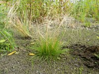 Agrostis scabra 5, Zilverstruisgras, Saxifraga-Rutger Barendse