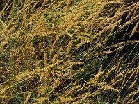 Agrostis stolonifera, Creeping Bentgrass