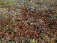 Agrostis stolonifera 22, Fioringras, Saxifraga-Hans Boll