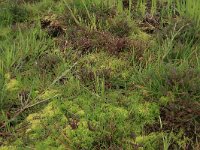 Agrostis stolonifera 8, Fioringras, Saxifraga-Hans Boll