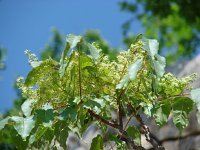 Ailanthus altissima 5, Hemelboom, Saxifraga-Jasenka Topic