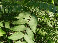 Ailanthus altissima 10, Hemelboom, Saxifraga-Rutger Barendse