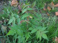 Ailanthus altissima 2, Hemelboom, Saxifraga-Rutger Barendse