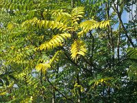 Ailanthus altissima 3, Hemelboom, Saxifraga-Piet Zomerdijk