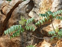 Ailanthus altissima 4, Hemelboom, Saxifraga-Jasenka Topic