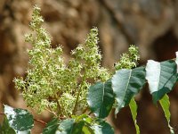 Ailanthus altissima 6, Hemelboom, Saxifraga-Jasenka Topic