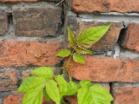 Ailanthus altissima 7, Hemelboom, Saxifraga-Rutger Barendse