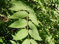 Ailanthus altissima 8, Hemelboom, Saxifraga-Rutger Barendse