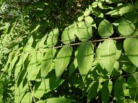 Ailanthus altissima 9, Hemelboom, Saxifraga-Rutger Barendse