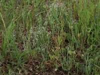 Aira caryophyllea 6, Zilverhaver, Saxifraga-Hans Boll