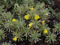 Ajuga chamaepitys 17, Akkerzenegroen, Saxifraga-Harry Jans