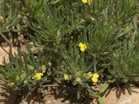 Ajuga chamaepitys 5, Akkerzenegroen, Saxifraga-Willem van Kruijsbergen