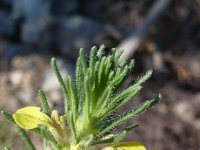 Ajuga chamaepitys 8, Akkerzenegroen, Saxifraga-Jasenka Topic