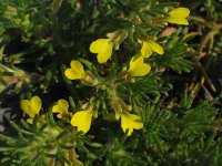 Ajuga chamaepitys 9, Akkerzenegroen, Saxifraga-Jasenka Topic