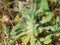 Ajuga iva 18, Saxifraga-Sonja Bouwman  Musky bugle - Ajuga iva - Lamiaceae familie; Vale da Telha (Pt)