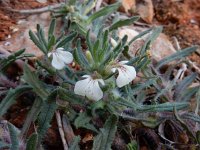 Ajuga iva iva  10, Saxifraga-Ed Stikvoort