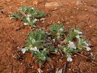 Ajuga iva iva  9, Saxifraga-Ed Stikvoort