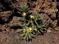 Ajuga iva pseudoiva 13, Saxifraga-Ed Stikvoort