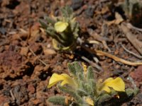 Ajuga iva pseudoiva 14, Saxifraga-Ed Stikvoort