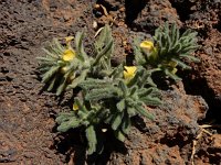 Ajuga iva pseudoiva 16, Saxifraga-Ed Stikvoort