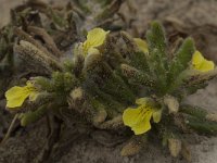 Ajuga iva pseudoiva 8, Saxifraga-Willem van Kruijsbergen