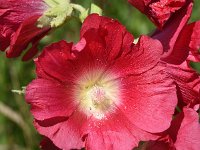 Alcea rosea 17, Stokroos, Saxifraga-Sonja Bouwman